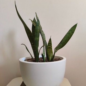 Paşa Kılıcı - Dracaena trifasciata
