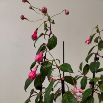 Küpe Çiçeği - Fuchsia