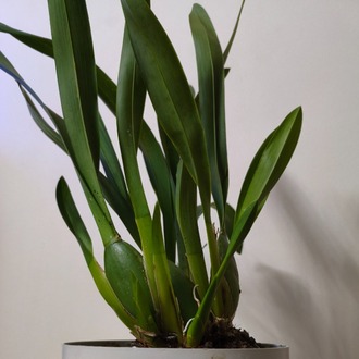 Zygopetalum Orkide