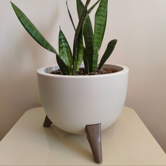 Paşa Kılıcı - Dracaena trifasciata
