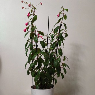 Küpe Çiçeği - Fuchsia