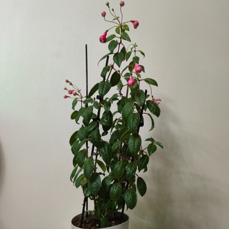 Küpe Çiçeği - Fuchsia