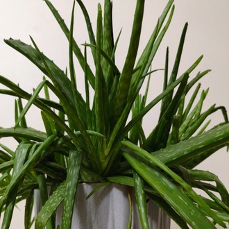 Aloe Vera