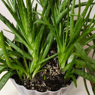 Aloe Vera