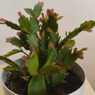 Yılbaşı Kaktüsü - Schlumbergera