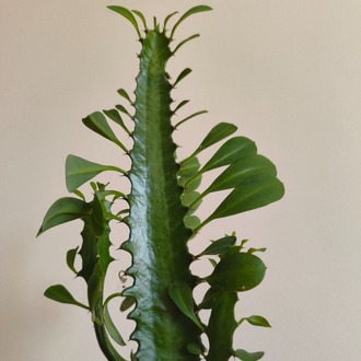 Süt Ağacı - Euphorbia trigona