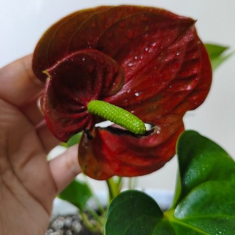 Kırmızı Antoryum - Anthurium Andraeanum Red