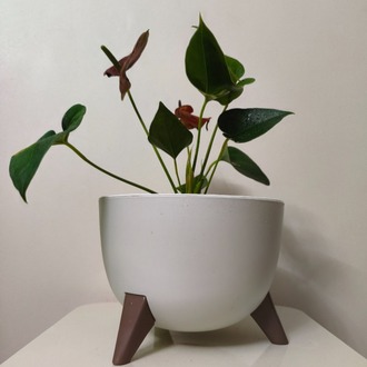 Kırmızı Antoryum - Anthurium Andraeanum Red