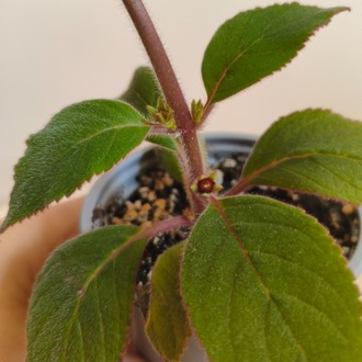 Japon Küpesi - Kohleria Çiçeği