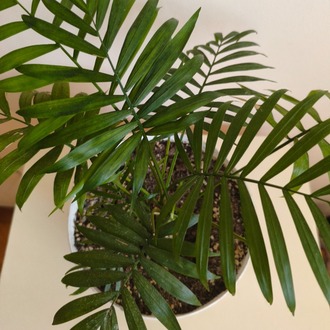 Dağ Palmiyesi-Chamaedorea Elegans