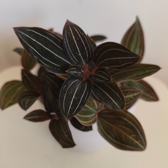 Mücevher Orkide - Ludisia Discolor