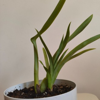 Kokulu Cambria Orkide - Cambria Oncidium