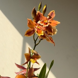 Zygopetalum Orkide