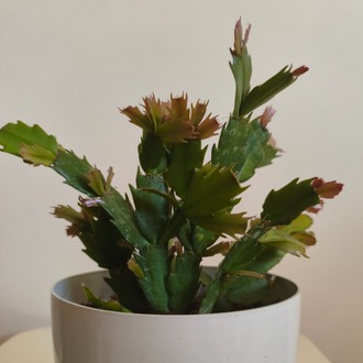 Yılbaşı Kaktüsü - Schlumbergera