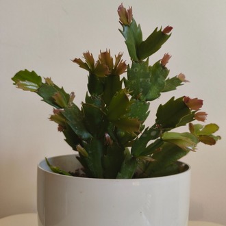Yılbaşı Kaktüsü - Schlumbergera