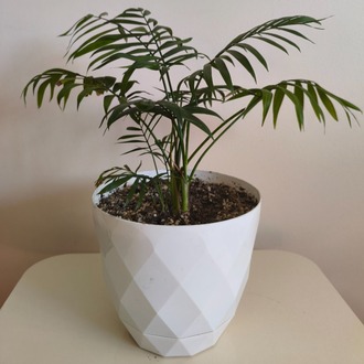 Dağ Palmiyesi-Chamaedorea Elegans