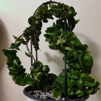 Mum Çiçeği - Hoya Compacta Green