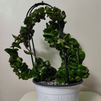 Mum Çiçeği - Hoya Compacta Green