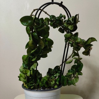 Mum Çiçeği - Hoya Compacta Green