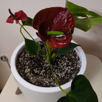 Kırmızı Antoryum - Anthurium Andraeanum Red