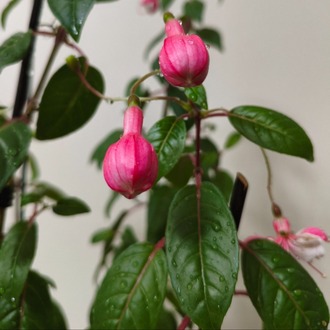 Küpe Çiçeği - Fuchsia