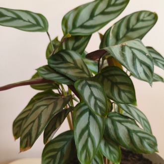 Dua Çiçeği-Calathea Ctenanthe Setosa