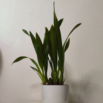 Zygopetalum Orkide