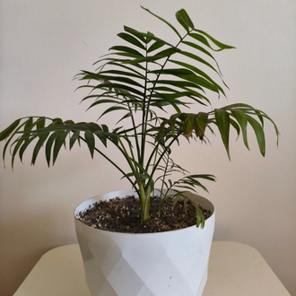 Dağ Palmiyesi-Chamaedorea Elegans
