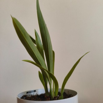 Kokulu Cambria Orkide - Cambria Oncidium