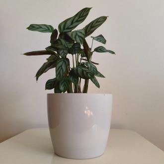 Dua Çiçeği-Calathea Ctenanthe Setosa
