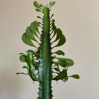 Süt Ağacı - Euphorbia trigona