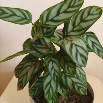 Dua Çiçeği-Calathea Ctenanthe Setosa