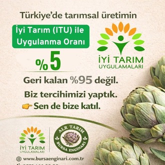 Lokum Çanak Enginar 30 Tane İri Boy