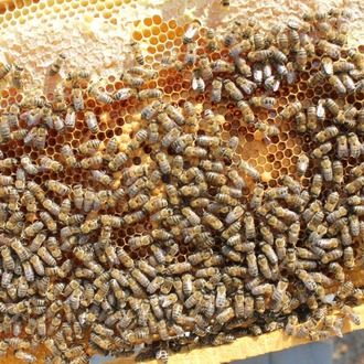 KARAKOVAN PETEK BAL 1000 gr