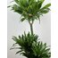 Draceana Compacta