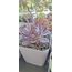 Echeveria Hera