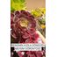 Aeonium Super Bang 