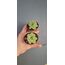 Echeveria Violet Queen 