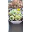 Echeveria Violet Queen 