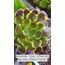 Aeonium Super Bang 