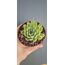 Echeveria Violet Queen 