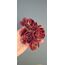 Aeonium Super Bang 