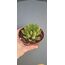 Echeveria Agaviodes
