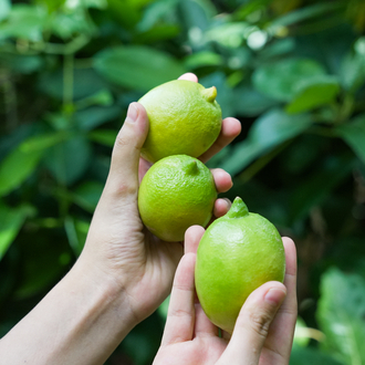 Limon : 1 Kg