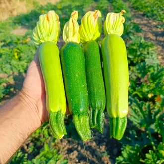 yeşil kabak 1kg