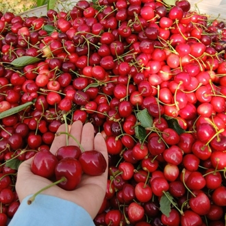 Salihli kirazı (1 kg)