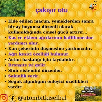 G. Kore K. Ginseng /Azgın teke/ Çakışır/ Safran/ Meyan/Karanfil/ funda 42 çeşit bitki
