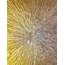 Gold Star