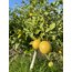 Organik Limon (Kg)