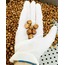 Çiğ Fındık İçi (500 Gr)